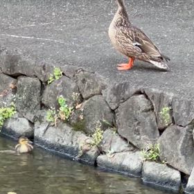 カモの親子の画像