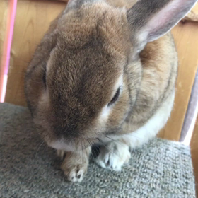 Twitterで話題の画像