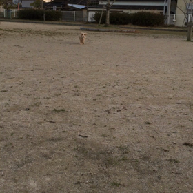お散歩嬉しいなぁ(*´▽`*)の画像