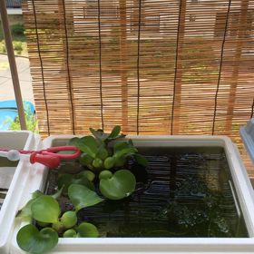 夏やん。の画像