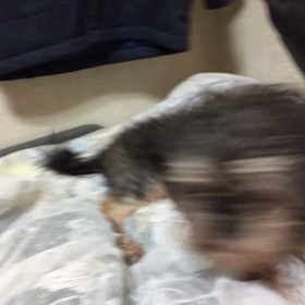 或る夜、愛犬についての画像