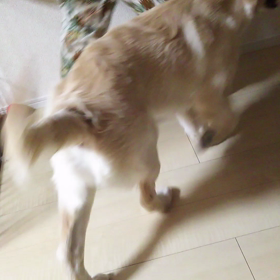 新おもちゃの画像