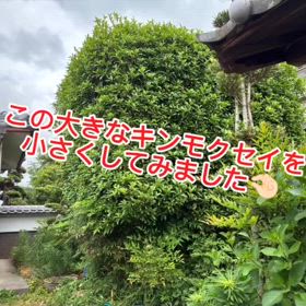 どデカいキンモクセイを小さくしました！の画像