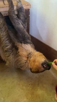 石垣島の北端で動物と触れ合ってきましたー。の記事動画
