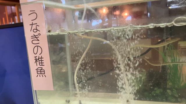 八幡屋の記事動画