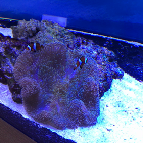 ハタゴイソギンチャクの画像