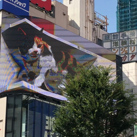 新宿東口　巨大ネコの画像