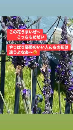 働く蜂の会話が聞こえたの記事動画