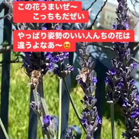 働く蜂の会話が聞こえたの画像
