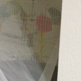 マメルリハのかすかなホーホケキョの画像