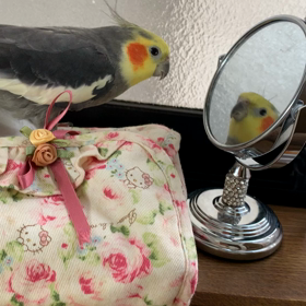 鏡の中の君へ愛を歌うオカメインコみかん13歳オスの画像
