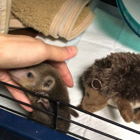 【クシマンセ】ビオラの甘え声の画像
