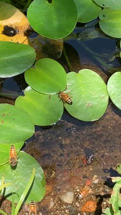 ミツバチと父の水分補給　の巻の記事動画