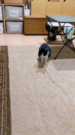 ナイスキャッチᕙ (° ~ ° ~)の記事動画
