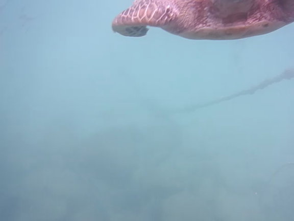 加計呂麻島、犬と猫とウミガメとオッチャン ③の記事動画