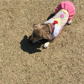 ドッグラン  U^ェ^Uの画像