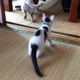 お約束の動画  (๑•̀⌄ｰ́๑)bの画像