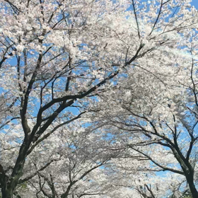 桜のトンネル体感ブログ  (￣∀￣*)ｲﾋｯの画像