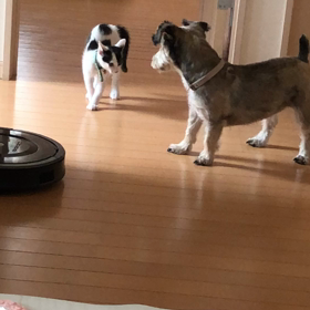 走れない…… (๑˘･з･˘)ｯﾌﾞｰの画像