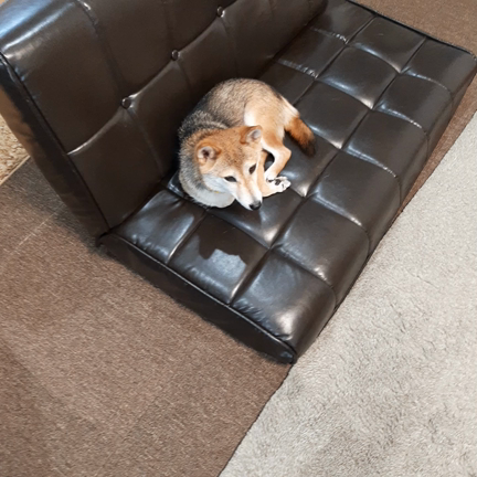 雨が続くので豆柴ミルちゃんと部屋で過ごす……ホント大人しい子で私たちにピッタリです♪の記事動画