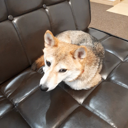 雨が続くので豆柴ミルちゃんと部屋で過ごす……ホント大人しい子で私たちにピッタリです♪の記事動画