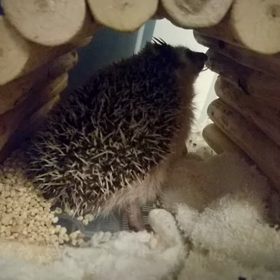 【ぽっ太ちっくの交尾まで編】NO2の画像