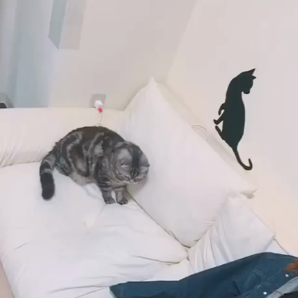 猫と赤ちゃんの記事動画