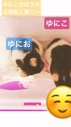ねねねねまうのいのり☆の記事動画