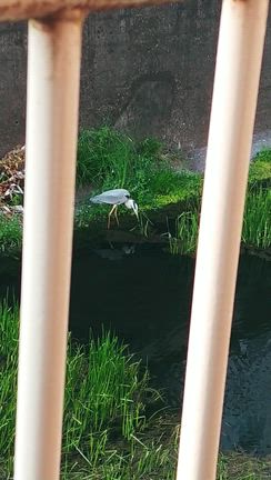 食事中のアオサギの記事動画