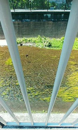 新緑を愛でながらの記事動画