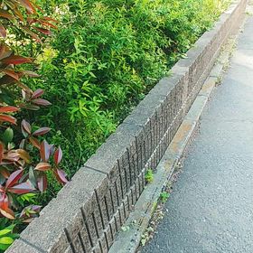 理想的な公園の画像