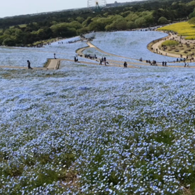 花の画像