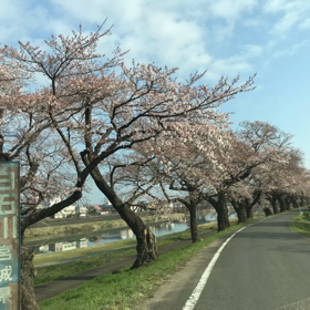 一目千本桜と東北本線　2020年4月４日 AM8:36撮影の画像