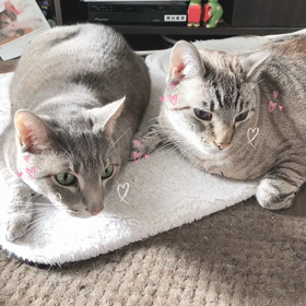 猫たちの動画を作る　SNOW素敵の画像