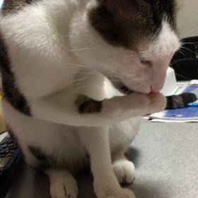 オヤツの画像