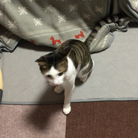 猫が釣れる！の画像