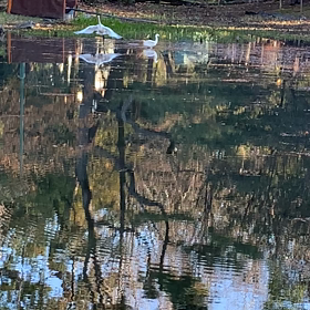 今朝の公園。シラサギに会いました❣️の画像