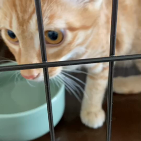 かどまねこトライアル9組目、茶々丸の画像