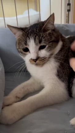譲渡会参加猫　さつきちゃんの記事動画