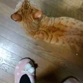 譲渡会参加猫さすけくんの画像