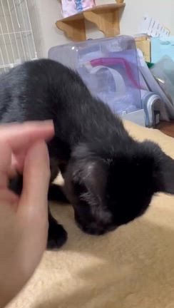 譲渡会参加猫　しんたくんの記事動画