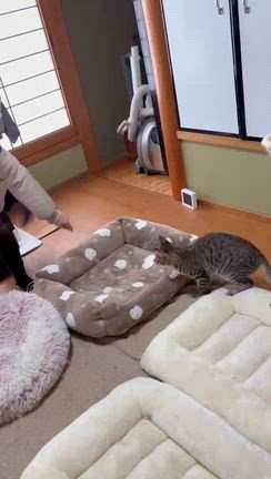 譲渡会参加猫　すずめちゃんの記事動画