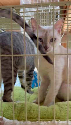 譲渡会参加猫　さやちゃんの記事動画