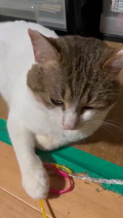 譲渡会参加猫　ひでおくんの記事動画