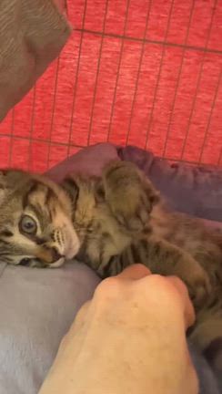 譲渡会参加猫　たきくんの記事動画