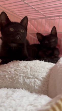 譲渡会参加猫、たまみ、くろみちゃんの記事動画