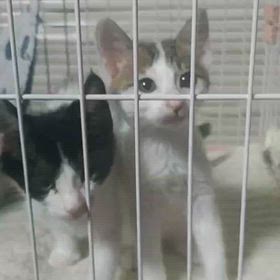 譲渡会参加猫かわいい子猫４兄妹の画像