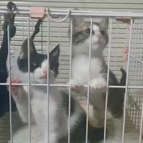譲渡会参加猫かわいい４兄妹の画像