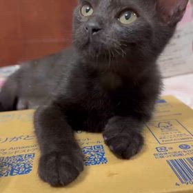譲渡会参加猫らら、りん、るるの画像