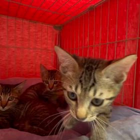 譲渡会参加猫キジトラ4兄弟の画像